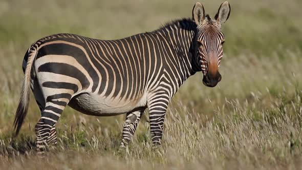 Grazing Cape Mountain Zebra alt