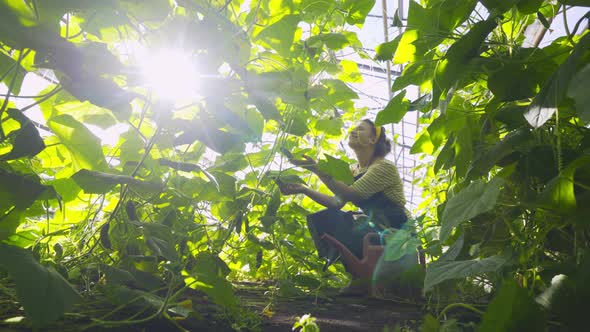 Farmer in Long Apron Waters Cucumbers Ripening on Large Bush