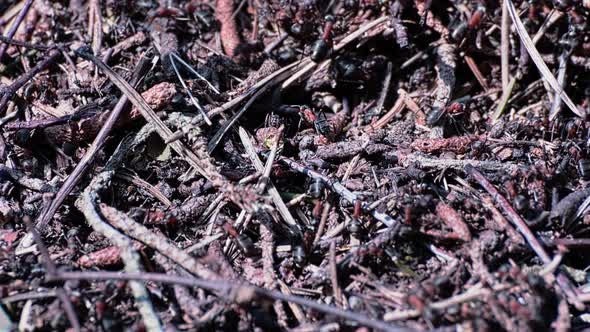 Lots of ants in an anthill. Anthill in a forest glade. Detail of a red forest ant.