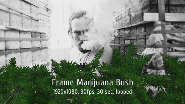 Frame Marijuana Bush