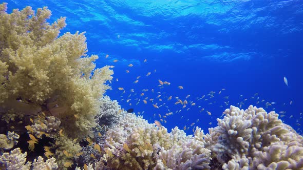 Tropical Reef Underwater Life alt