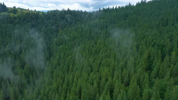 Flying Over The Cloudy Evening Forest 6 alt