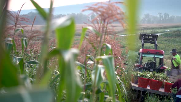 Dolly reveal shot moving to the right of a tractor with flatbed and farmer and farmhands arranging c alt