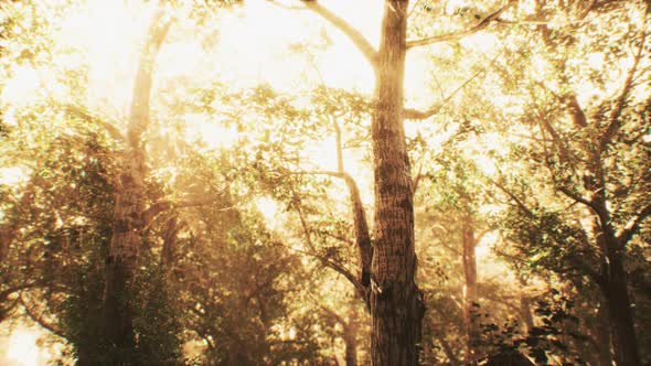 Rays of Sunlight in a Misty Forest in Autumn alt