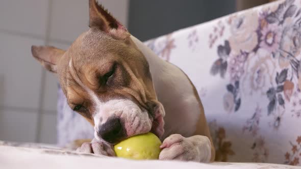 An American Staffordshire Terrier puppy lies on the couch and eats a green apple.