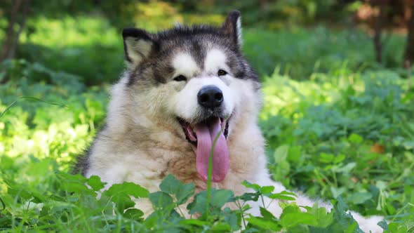 Alaskan Malamute Dog With Its Tongue Hanging Out Lies in The Green Grass