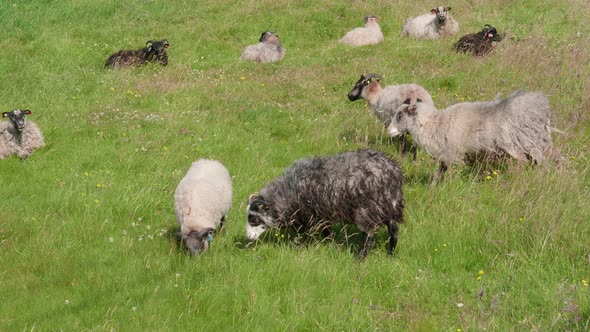 Flock of wild sheeps eating grass - 4K 60fps alt