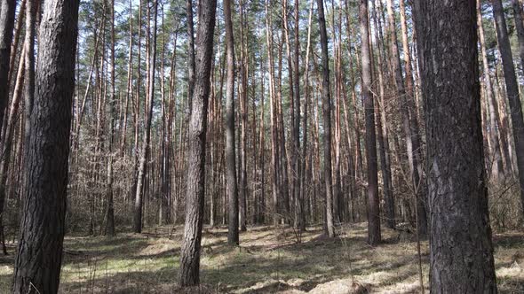 Forest Landscape Aerial View Slow Motion alt