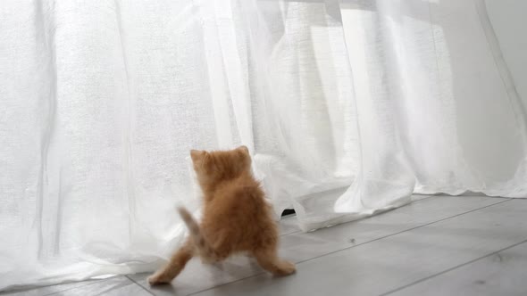 Two Curious Kittens Cats Playing with White Curtains Hanging Jump Up Hidden at Home alt