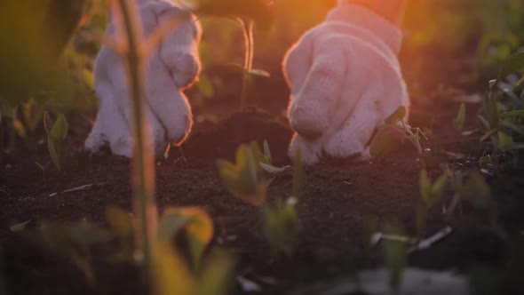 Farmer Hand Holding Leaf of Cultivated Plant alt