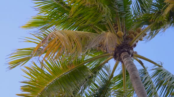 Bottom View Shoot of Palm Trees with Coconuts