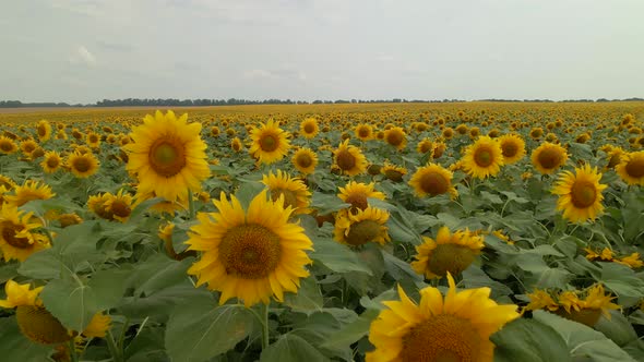 Drone Extremely Close Flies to Young Sunflowers on a Large Sunflower Field in Summer Sunny Day alt