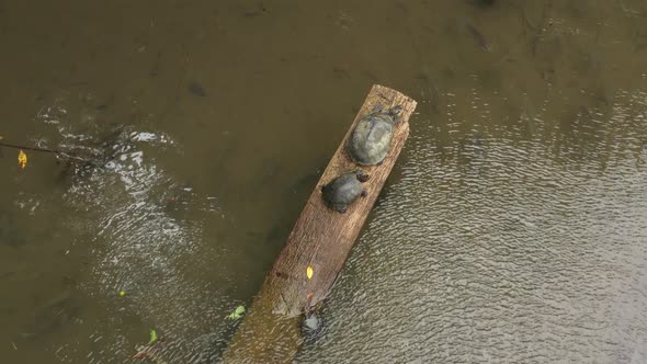 Close up of yellow spotted river turtle sunbathing on log  alt