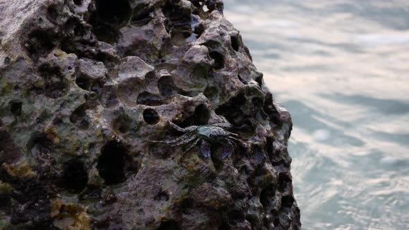 Waves at Sea. A Black Crab Sits on a Stone