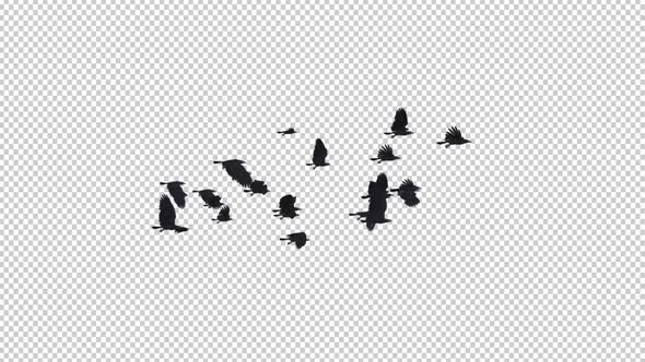 22 Black Birds - Flying Transition II
