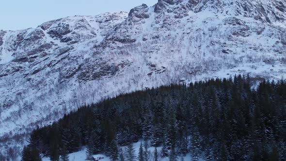 Nusfjord pine forest under the snow