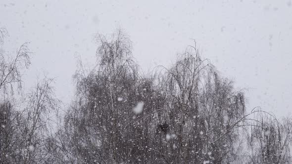 snowfall in the yard against the background of trees slow mo