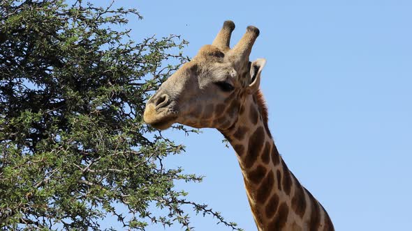 Giraffe Feeding On A Tree - South Africa alt