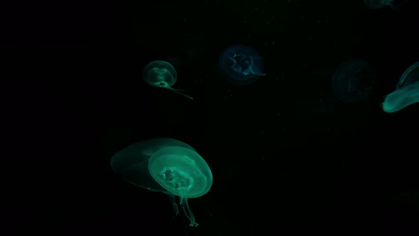 Jellyfish alt