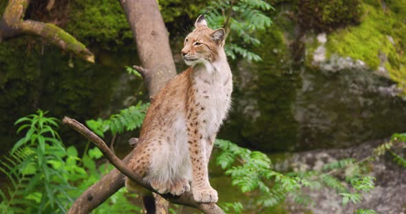 Lynx Sitting on Tree in Forest