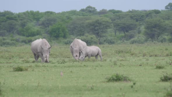 Herd of rhinos grazing at Khama Rhino Sanctuary alt