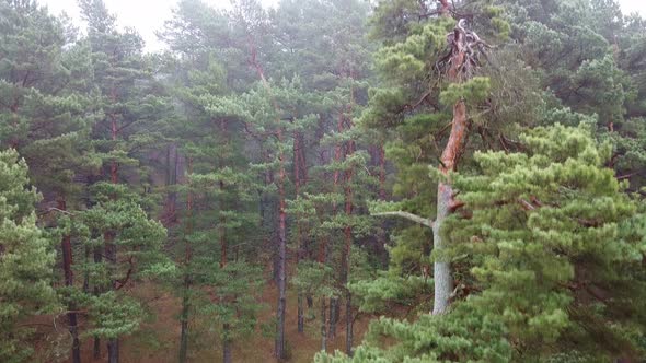 Forest Strong Fog Aerial Drone View