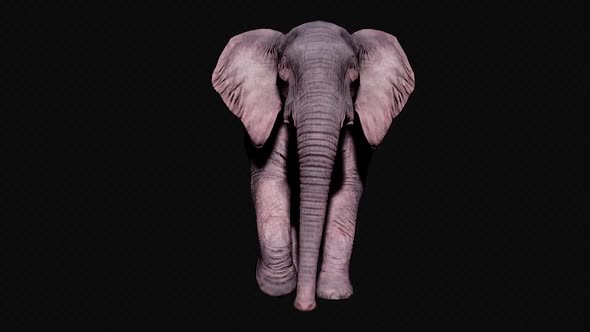 Large Elephant Running alt