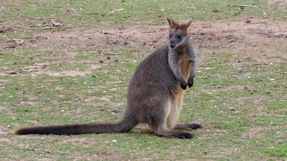 Wallaby sitting and scratching itself on the grass. alt