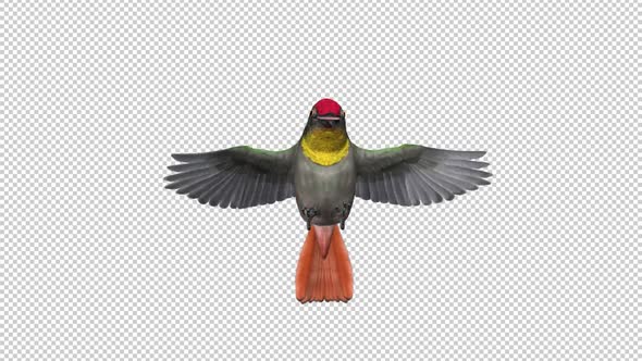 Hummingbird - Ruby Topaz - Fluttering Flight Loop - Front View Closeup - Alpha Channel