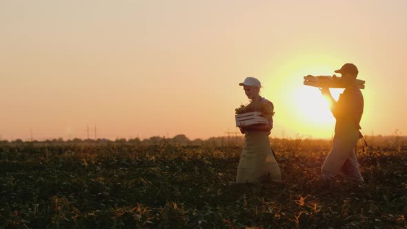 Two Farmers Carry Boxes with Vegetables on the Field alt