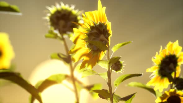 Big Beautiful Sunflowers at Sunset alt
