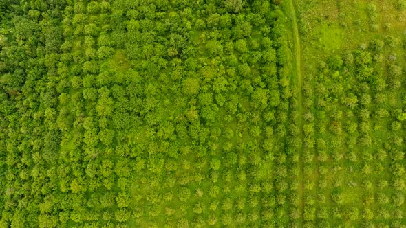 Aerial Flyover Hop Yard in Late Afternoon