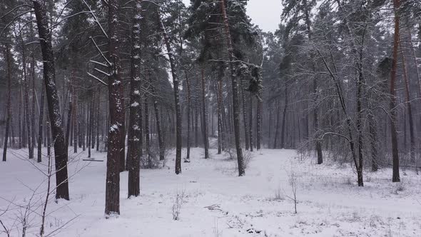 The Landscape Winter Forest