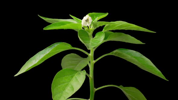 Time Lapse of Growth and Blooming Sweet Bell Pepper Plant alt