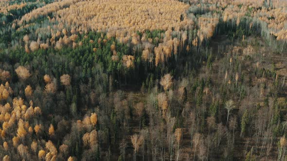 Drone Flight Over and Approaching Beautiful Deciduous and Coniferous Fall Trees alt