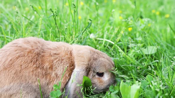 Lop-Eared Rabbit Jumps on The Lawn and Chews the Grass.