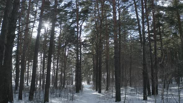 Walking Through the Coniferous Forest. Green Forest in Early Spring.