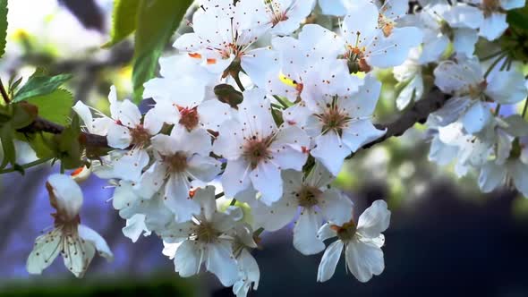 Cherry Flowers Blooming In Springtime Swining In The Wind alt