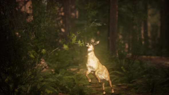 Extreme Slow Motion Deer Jump in Pine Forest alt