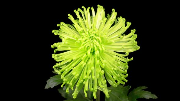 Beautiful Green Chrysanthemum Flower Opening alt