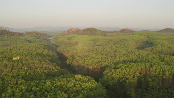 Aerial View Nature Forest