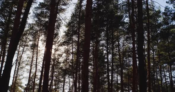 Ride Along the Pine Forest the Sun Shines Through the Trees alt