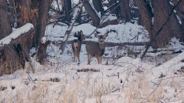 Two young mule deer feed at the edge of the forest alt
