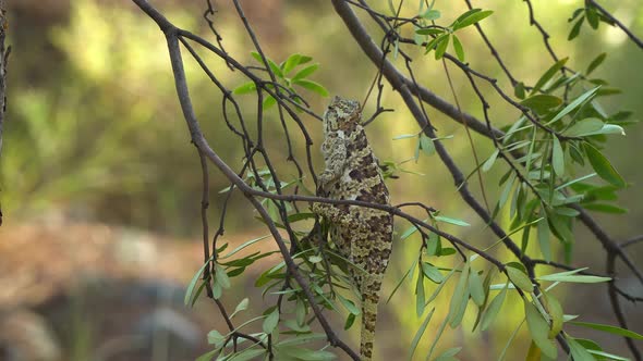 Chameleon on Tree alt