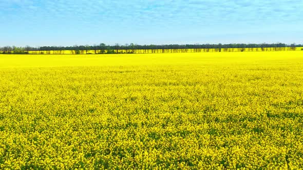 Aerial Drone Footage of Field of Yellow Rape Against the Blue Sky alt
