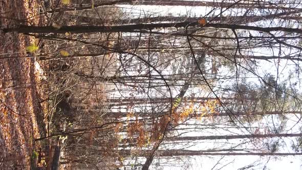Vertical Video Autumn Forest with Trees in Ukraine Slow Motion alt