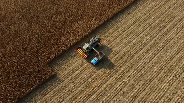Harvester Pours the Corn After Harvesting Into Field Into Back of Cargo Vehicle alt