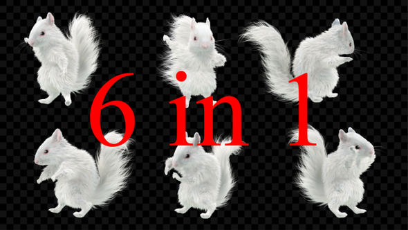 Squirrel Dancing 6 Pack alt