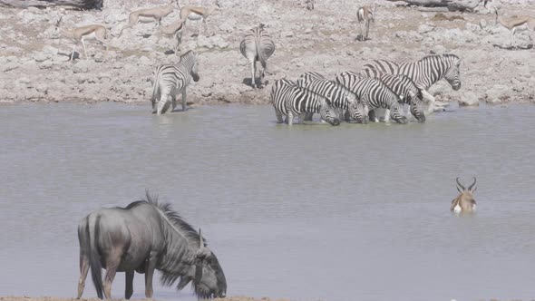 African Waterhole 