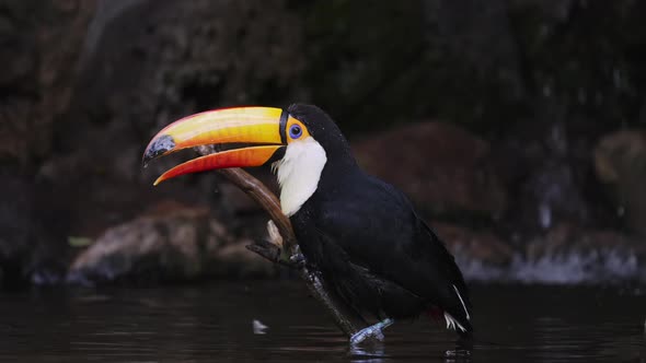Singing Toco Toucan sitting on a branch sticking out of water; static shot alt